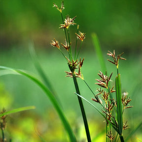 Plantes de berges - Souchet odorant - Cyperus longus