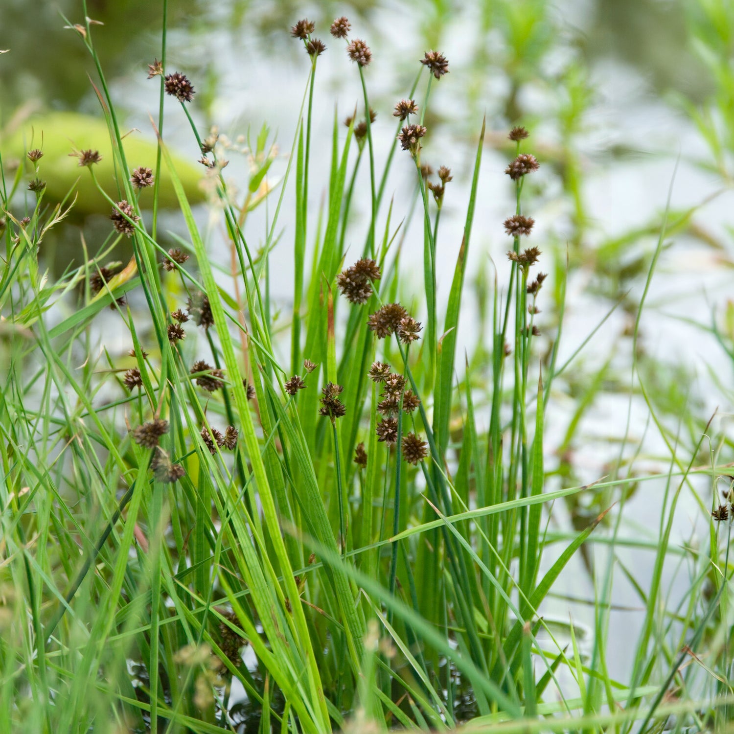 Juncus ensifolius - Jonc nain - Jonc