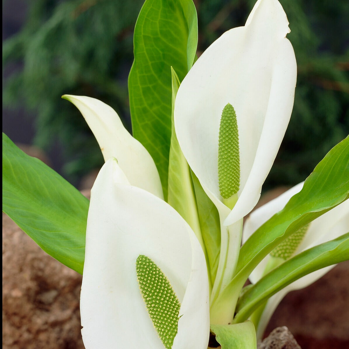 Lysichiton camtschatcensis - Arum bananier blanc - Plantes de berges