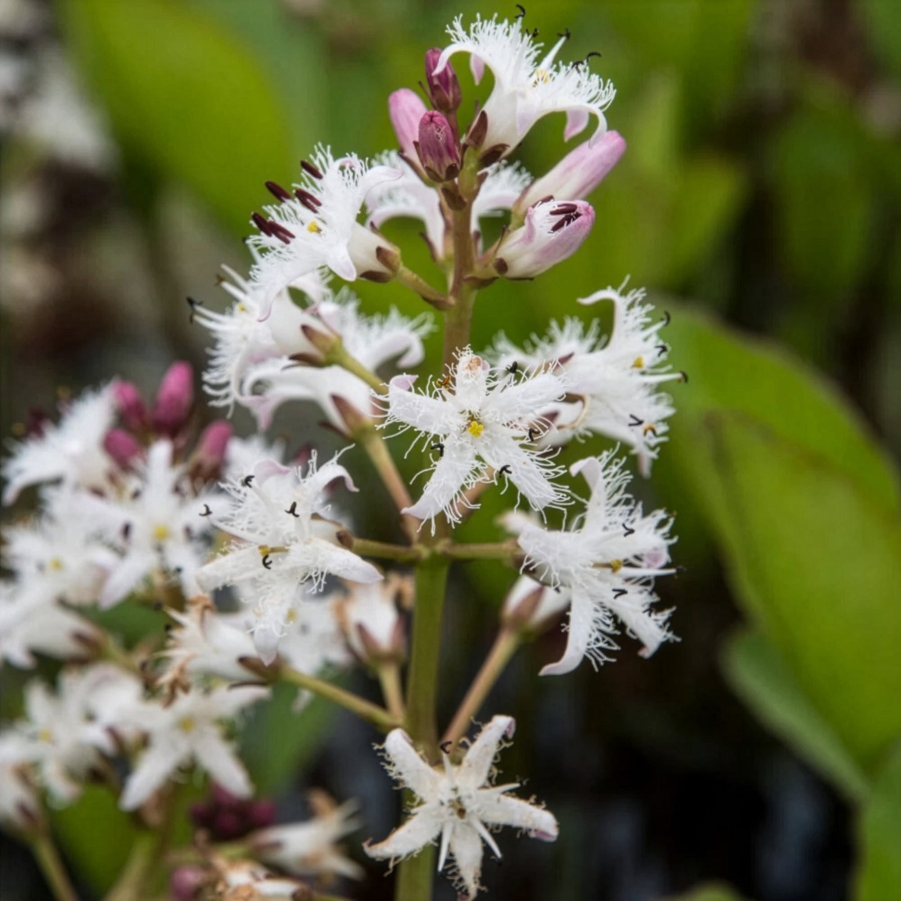Menyanthes trifoliata - Trèfle d'eau - Plantes filtrantes