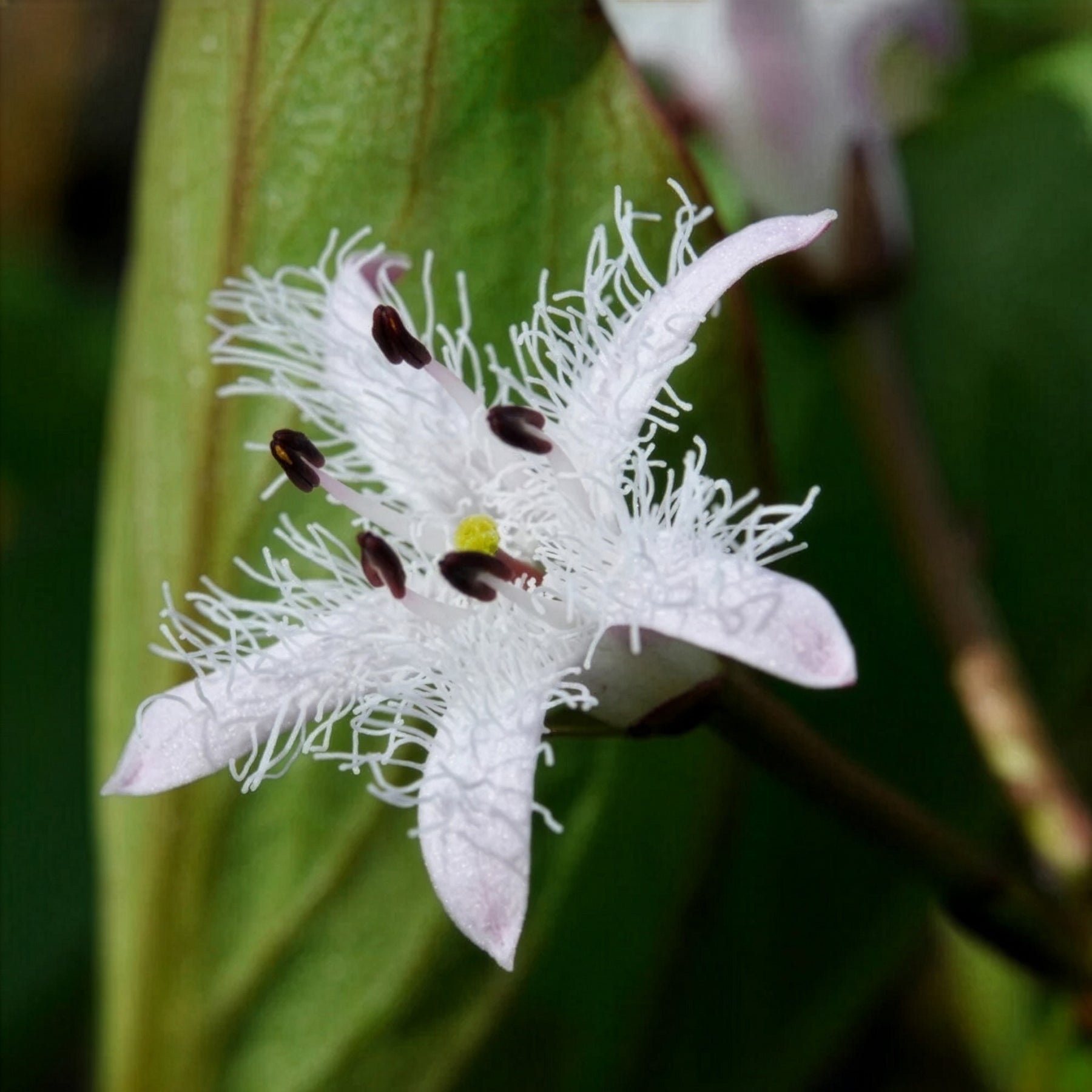 Trèfle d'eau - Menyanthes trifoliata - Willemse