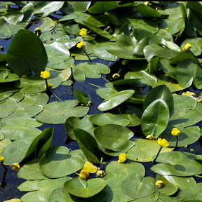 Nénuphar commun - Nuphar lutea - Willemse