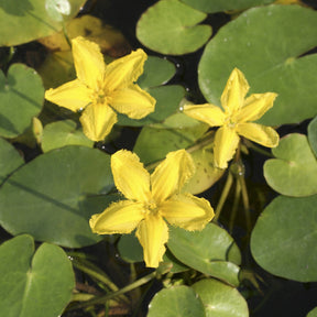 Nymphoides peltata - Limnanthème Faux nénuphar - Nénuphars