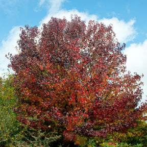 Vente Copalme d'Amérique - Liquidambar - Liquidambar styraciflua