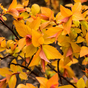 Spirées - Spirée du Japon Firelight - Spiraea japonica Firelight