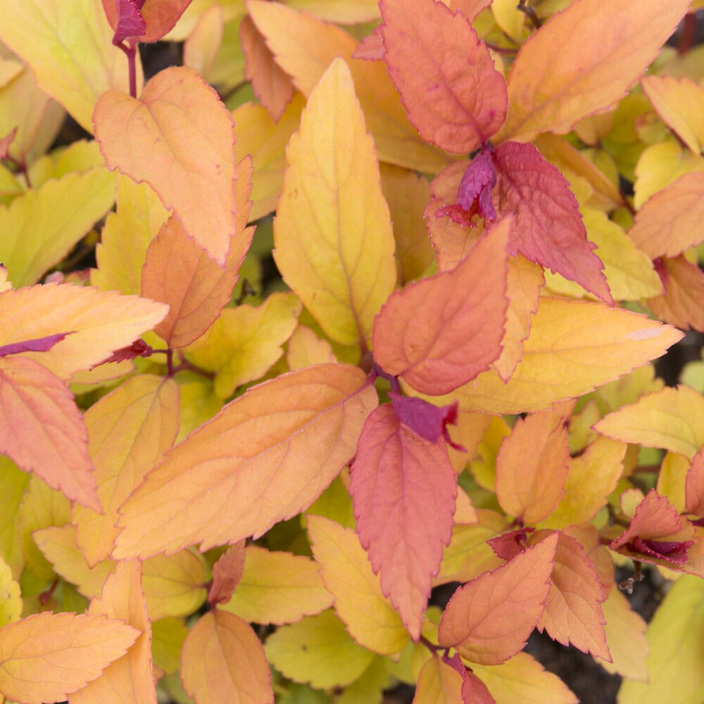 Spiraea japonica Firelight - Spirée du Japon Firelight - Spirées