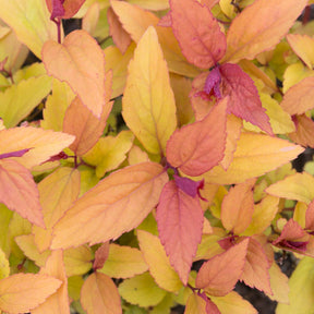 Spiraea japonica Firelight - Spirée du Japon Firelight - Spirées
