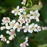Aronia à fruits noirs - Willemse