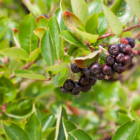 Aronia melanocarpa - Aronia à fruits noirs - Aronia