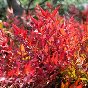 Vente Bambou sacré orange cuivre - Nandina domestica Gulf Stream