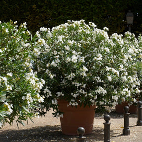 Laurier-rose  à fleurs blanches - Nerium oleander white - Willemse