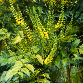 Mahonia media 'winter sun' - Mahonia media Winter Sun - Mahonias