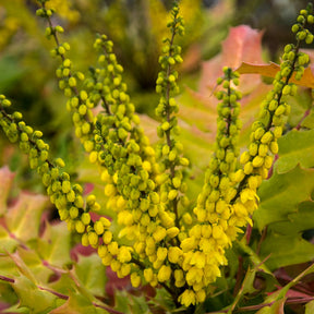 Mahonias - Mahonia media Winter Sun - Mahonia media 'winter sun'