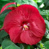 Hibiscus des marais Luna Red - Willemse