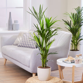 Palmier Kentia de Foster - Howea forsteriana - Willemse