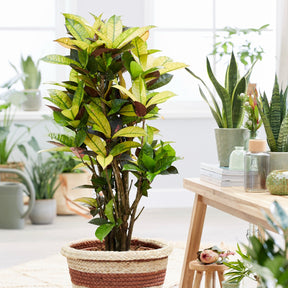Plantes vertes - Croton Mrs. Iceton - Codiaeum variegatum mrs. iceton