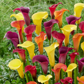 Zantedeschia 'summer time' - 3 Arums en mélange : jaune, rouge, rose - Arum