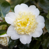 Camélia du Japon Brushfields Yellow - Willemse