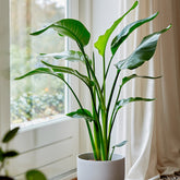 Oiseau du paradis - Strelitzia nicolai - Willemse