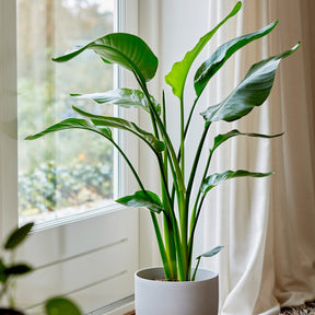 Oiseau du paradis - Strelitzia nicolai - Willemse