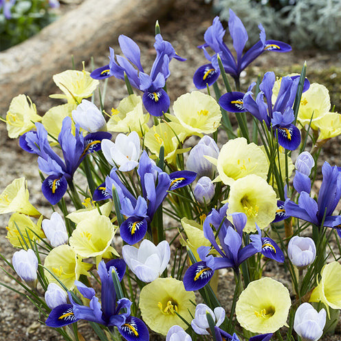 200 Bulbes De Fleurs De Printemps Mélangés – Tulipes, Jonquilles, Crocus, Iris… – Pour Jardin Et Pots