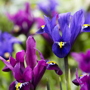25 Iris Fraternal Twins en mélange - Iris Blue Hill, Iris Purple Hill - Willemse