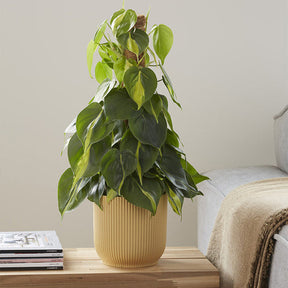 Philodendron Monstera Brasil - Philodendron scandens Brasil - Willemse