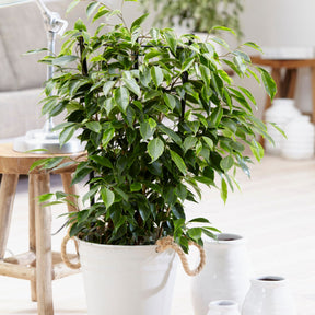 Ficus benjamina Anastasia - Ficus benjamina Anastasia - Plantes