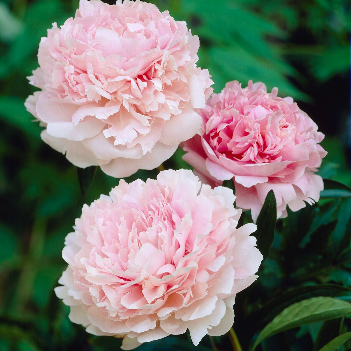 Pivoines - Pivoine Albert Crousse - Paeonia lactiflora Albert Crousse