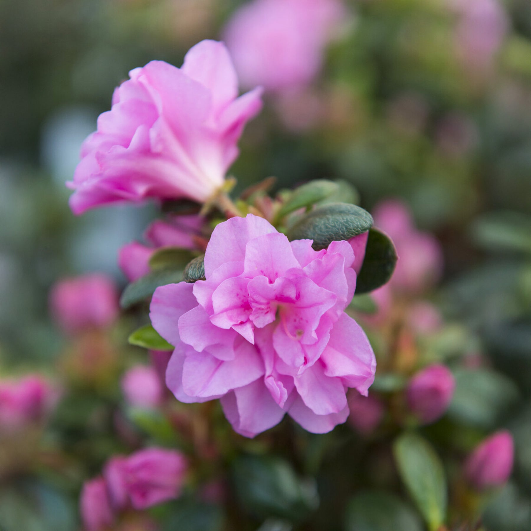 Azalea japonica Lilac Surprise - Azalée du Japon Lilac Surprise - Azalées