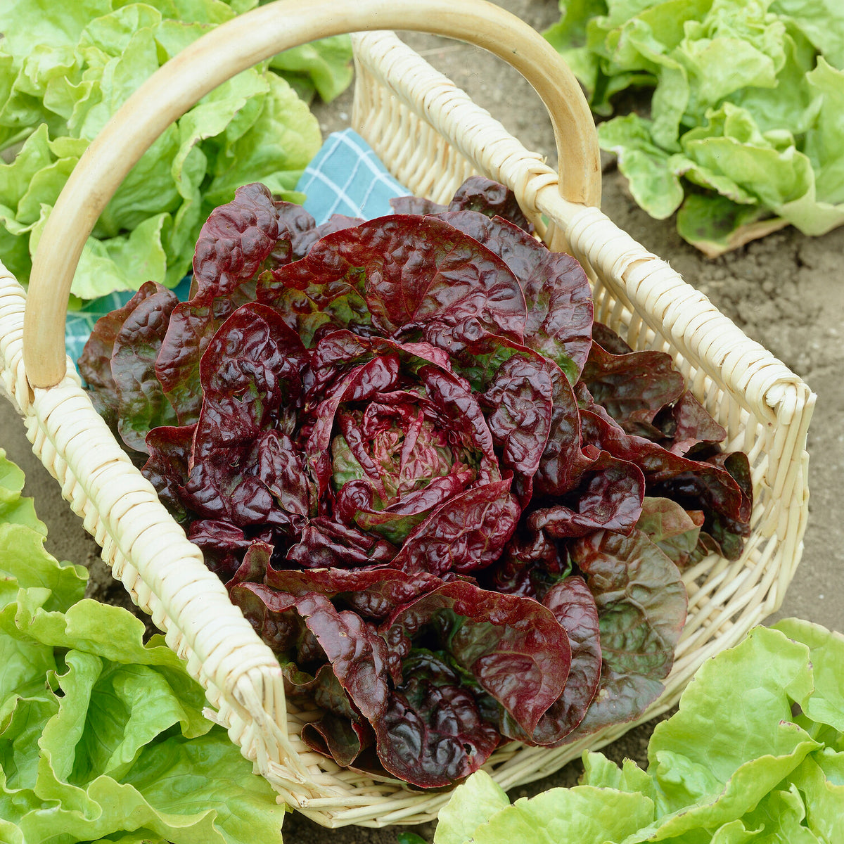 Laitue pommée Merveille des quatre saisons - Lactuca sativa merveille des quatre saisons (3 g) - Willemse