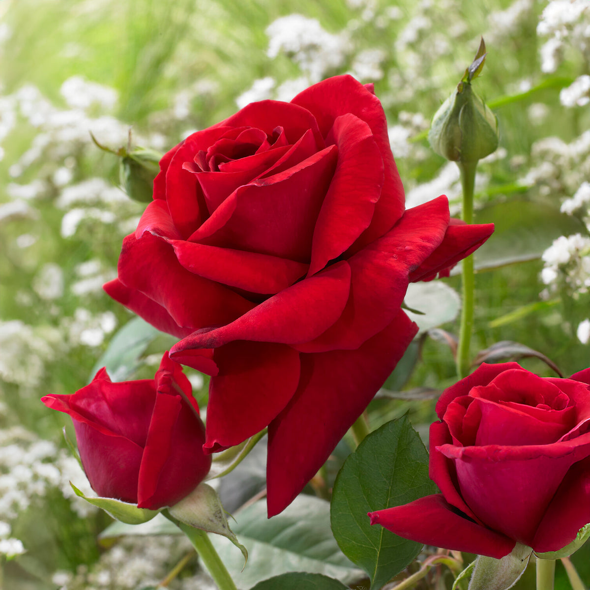 Rosier buisson La Magie du parfum - Duftzauber 84 - Willemse