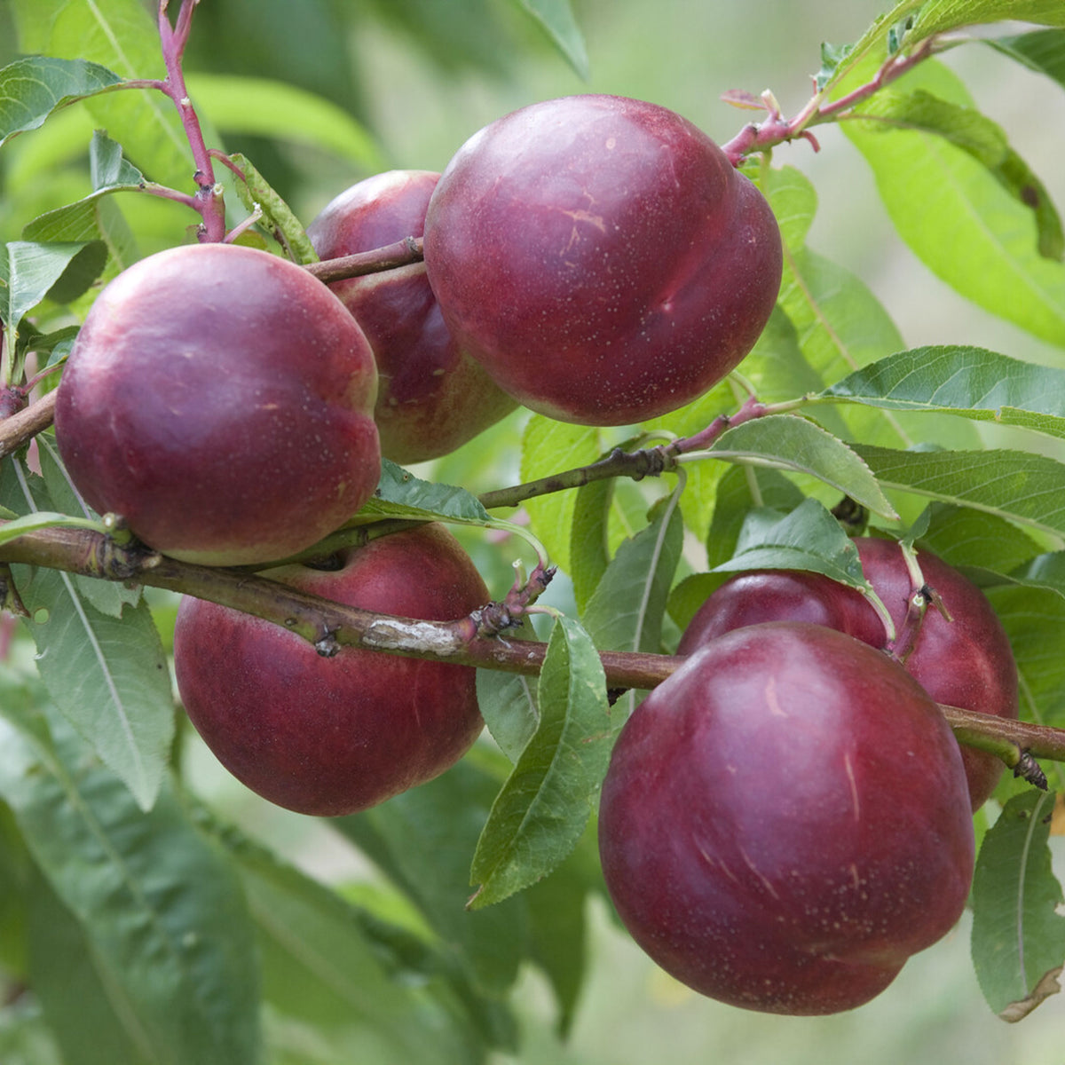 Nectarinier Nectared - Prunus persica Nectared - Willemse