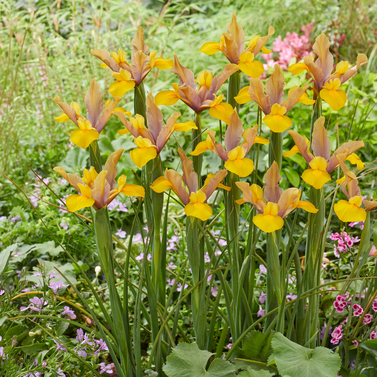 10 Iris de Hollande Bronze Perfection - Iris hollandica bronze perfection - Willemse