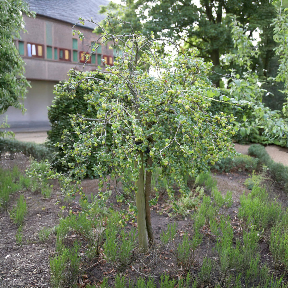 Groseillier à maquereau blanc sur tige - Willemse