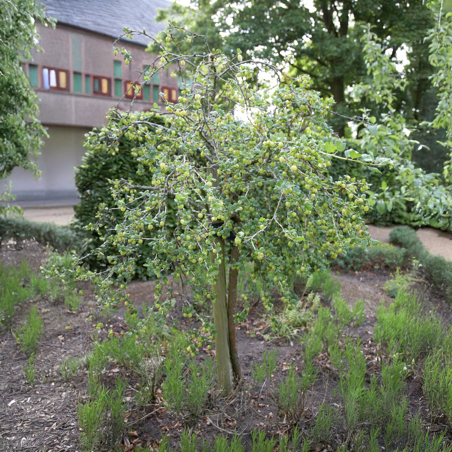 Groseillier à maquereau blanc sur tige - Willemse