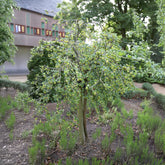 Groseillier à maquereau blanc sur tige - Willemse