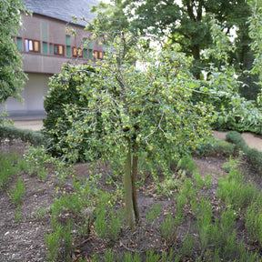 Groseillier à maquereau blanc sur tige - Willemse