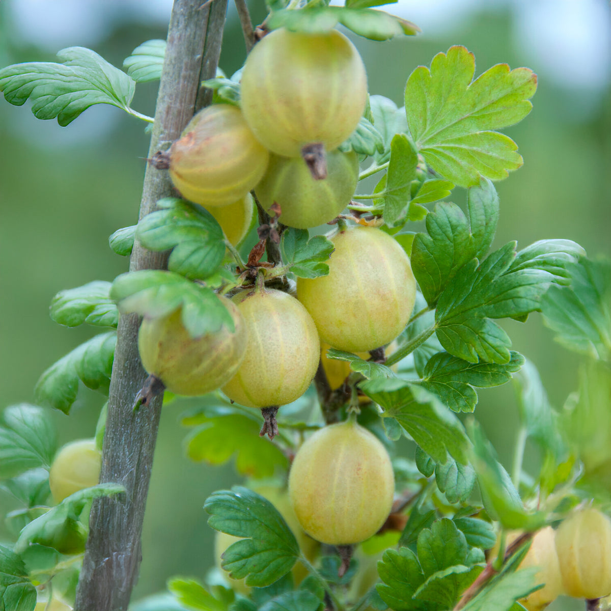 Groseillier à maquereau blanc sur tige - Ribes uva-crispa Hinnonmäki Grün - Willemse