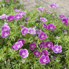Vente Géranium vivace sanguin Elke - Geranium sanguineum Elke