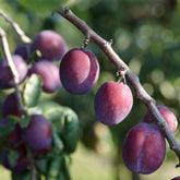 Prunier Reine Claude d'Althan - Willemse