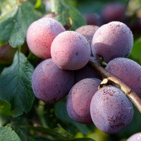 Prunier Reine Claude d'Althan - Prunus domestica Reine Claude d'Althan - Willemse