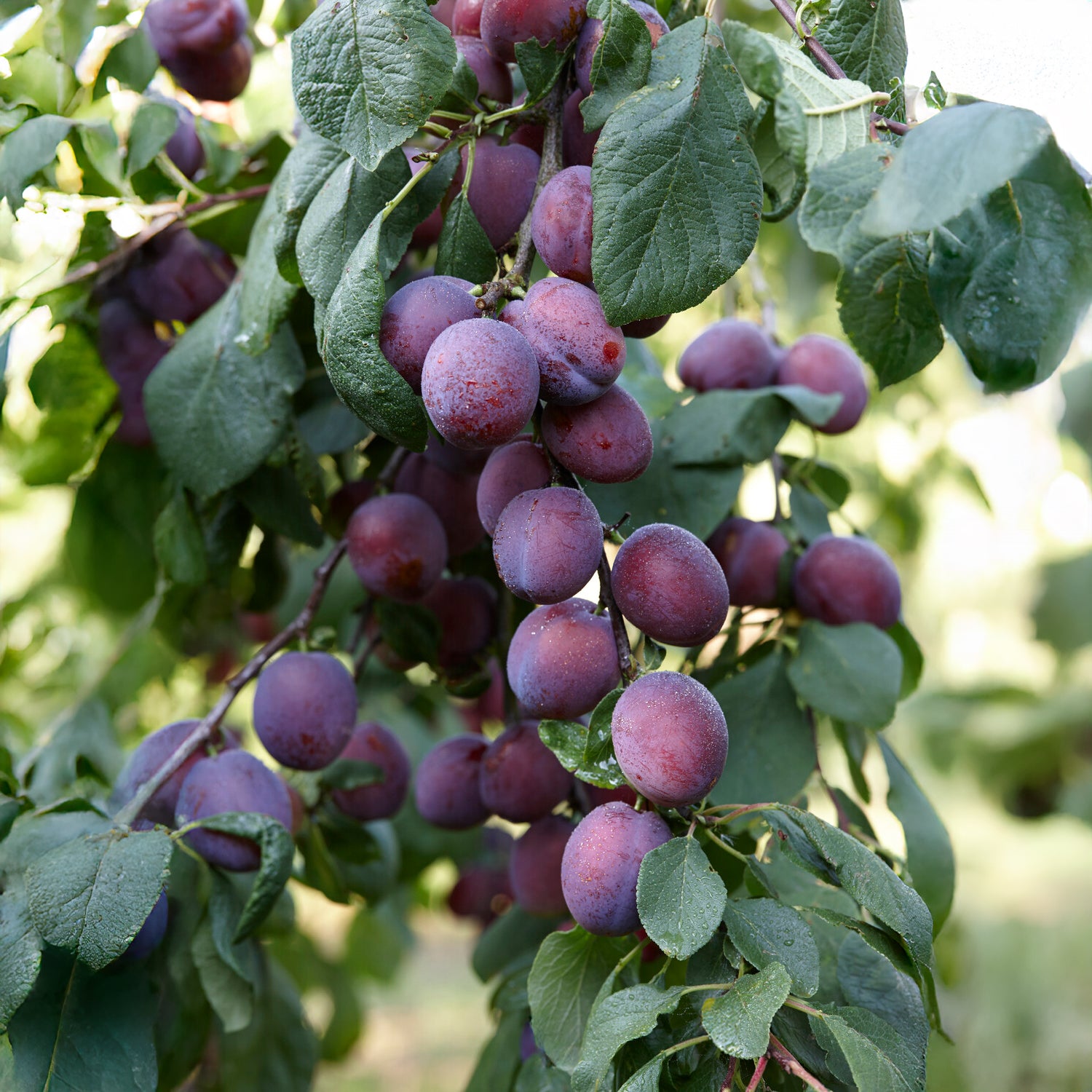 Prunus domestica Reine Claude d'Althan - Prunier Reine Claude d'Althan - Prunier