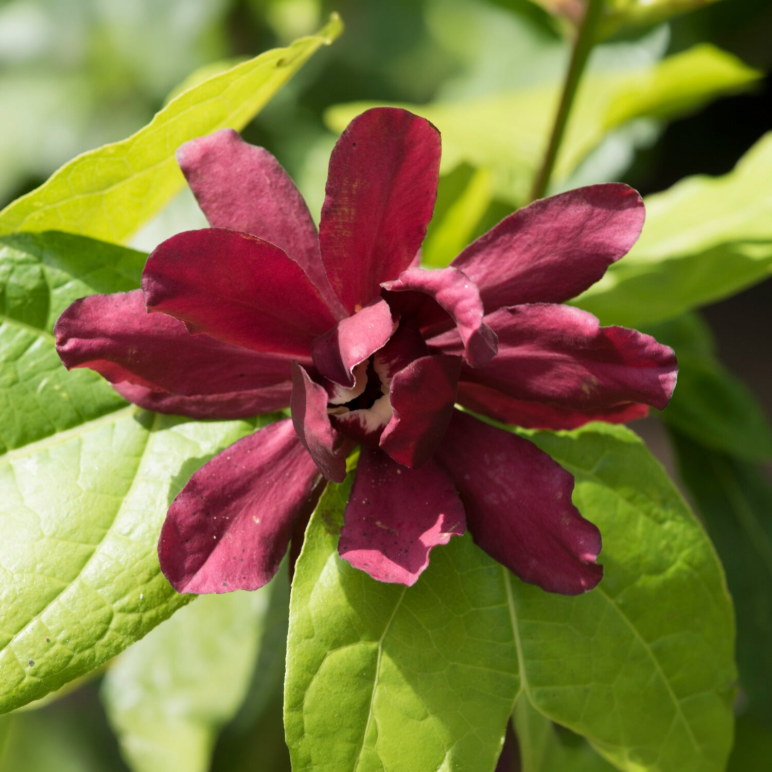 Arbre aux anémones Hartlage Wine - Sinocalycanthus x raulstonii hartlage wine - Willemse