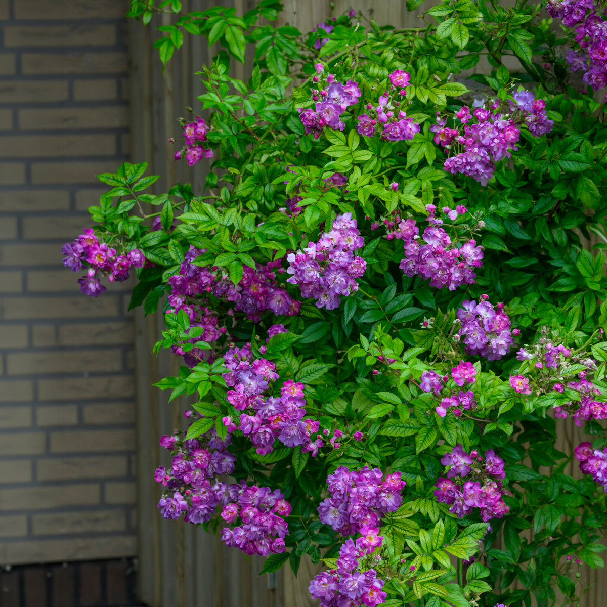Rosier Bleu violet sur tige - Willemse