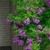 Rosier Bleu violet sur tige - Willemse
