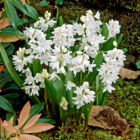 Puschkinia libanotica alba - 20 Puschkinia blancs - Bulbes à floraison printanière