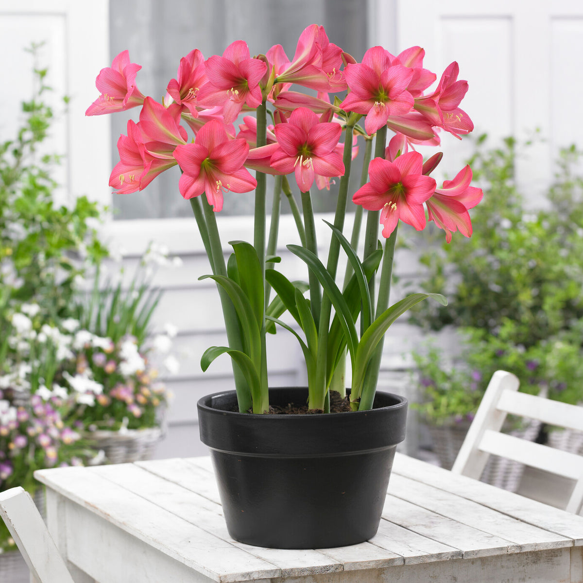 3 Amaryllis de jardin Douceur sucrée