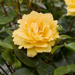 Rosier des îles Bahama ® Intercomham - Rosa bahama ® intercomham - Willemse