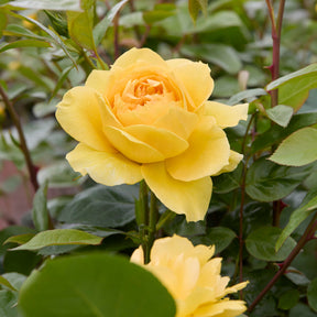 Rosa bahama ® intercomham - Rosier des îles Bahama ® Intercomham - 